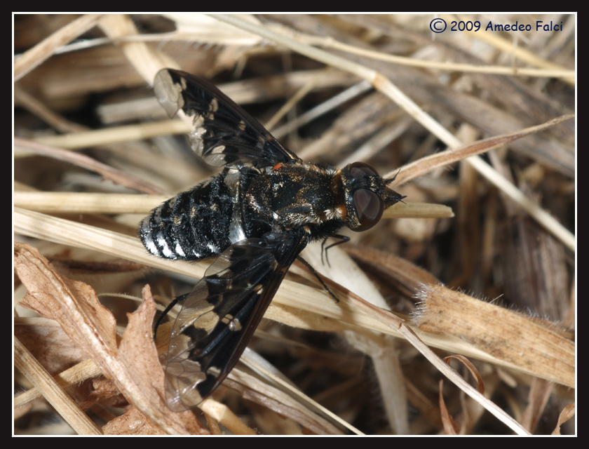Exosoprosopa jacchus da confermare